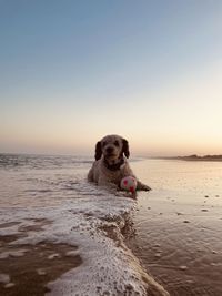 Dog running at beach