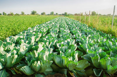 Cabbage plantations grow in the field. fresh, organic vegetables. landscape agriculture. 