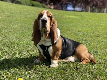 Dog sitting on grass in field - blues in the park