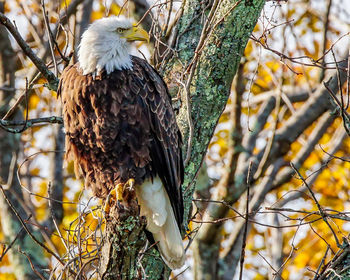 Close-up of eagle perching on tree