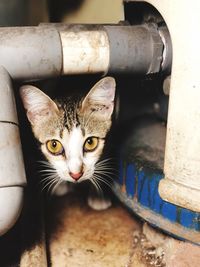 Close-up portrait of a cat