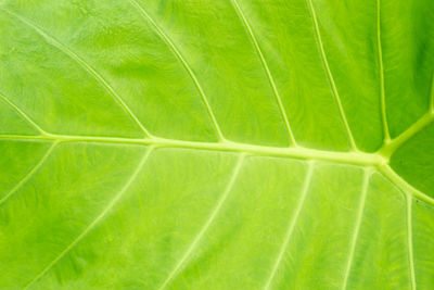 Macro shot of green leaves