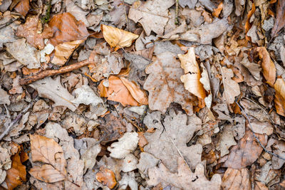 Full frame shot of dried autumn leaves on tree