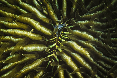 The mouth of a muchroom coral, madagascar.