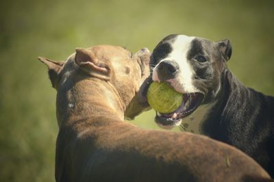 Close-up of dogs playing with ball