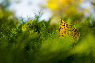 Close-up of yellow leaf on plant