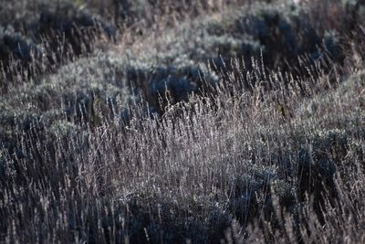 Grass growing on field