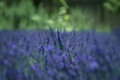 Close-up of purple flowering plant in field