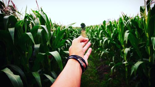 Cropped hand amidst plants on agricultural field