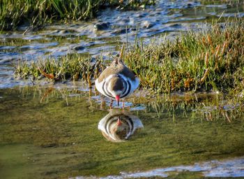 Duck swimming in lake