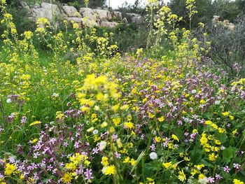 Yellow flowers growing outdoors