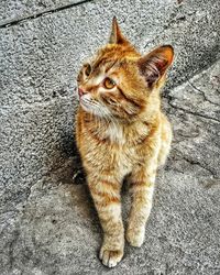 High angle view of cat sitting on footpath