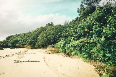 Plants growing on land against sky