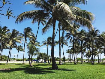 Palm trees on grassy field against blue sky