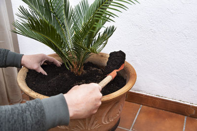 Midsection of person holding potted plant