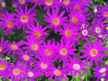 Full frame shot of purple flower