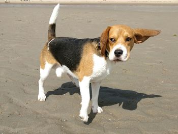 High angle portrait of dog on sand