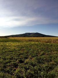 Scenic view of field against sky