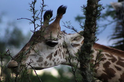 View of giraffe eating tree