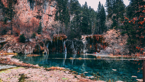 Scenic view of lake in forest