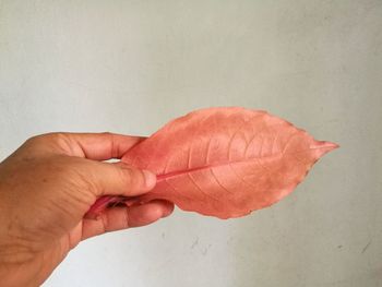 Close-up of hand holding red leaf against white wall