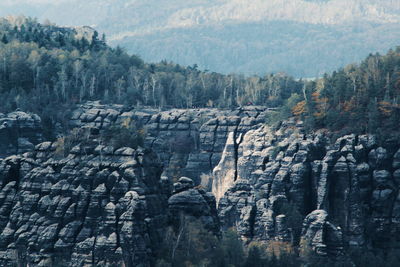 View of trees on landscape