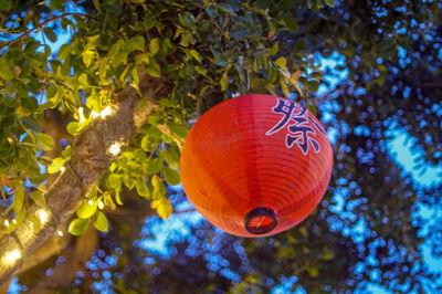 Low angle view of lanterns hanging on tree