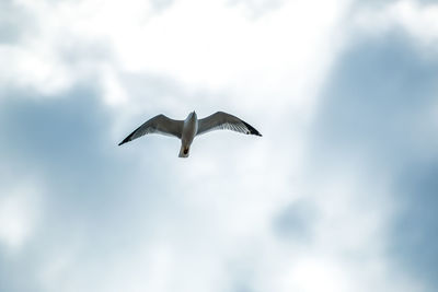 Low angle view of birds flying in sky