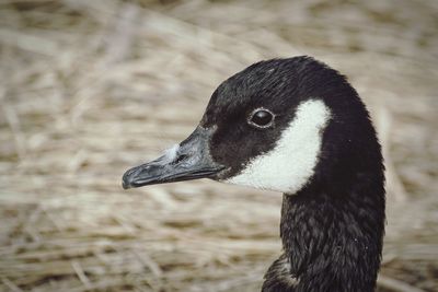 Close-up of canada goose on field