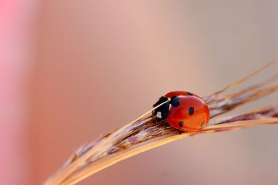 Close-up of ladybug on leaf