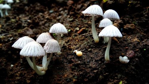 Close-up of mushrooms growing on field