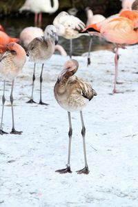 Flamingoes on snowcapped field