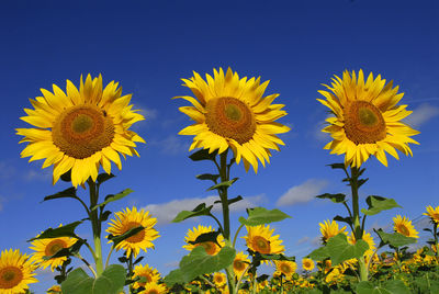Close-up of sunflowers on field against sky