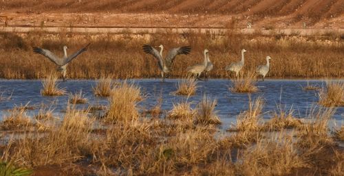 High angle view of gray heron in lake