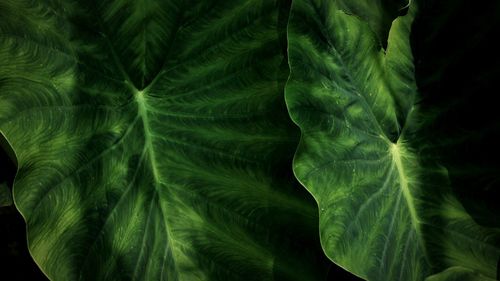 Full frame shot of leaves