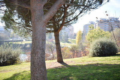 Trees on field against sky