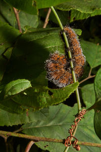 Close-up of insect on plant