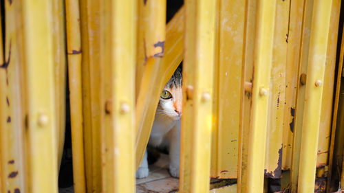 Portrait of a cat looking away