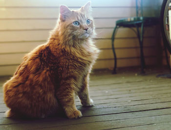 Portrait of cat sitting on floor