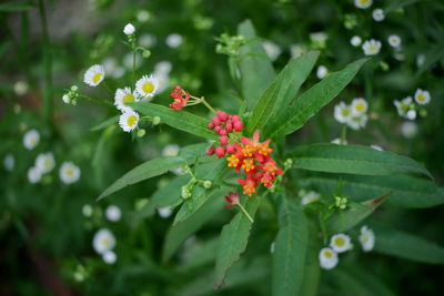 Close-up of flowering plant