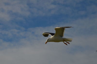 Low angle view of seagull flying in sky