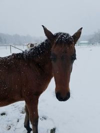 Horse on snow against sky