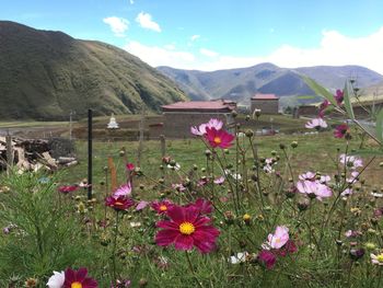 Flowers blooming on field by mountains against sky