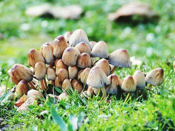 Close-up of mushrooms growing on field