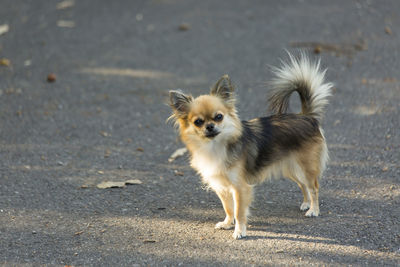 Portrait of dog standing on road in city