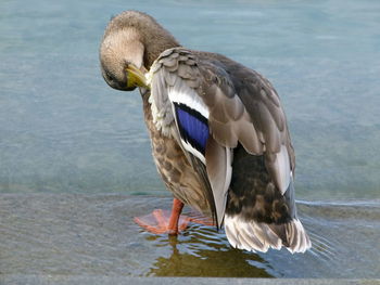 Close-up of mallard duck preening at lakeshore