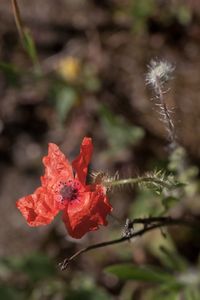 Close-up of red poppy blooming outdoors