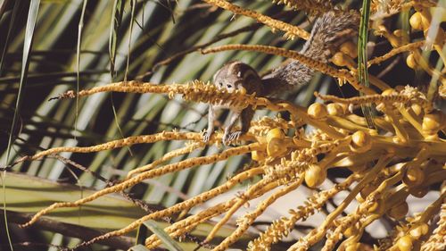 Close-up of lizard on tree