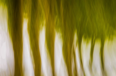 Full frame shot of yellow leaf