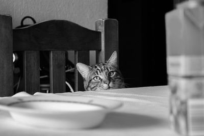 Portrait of cat by dining table